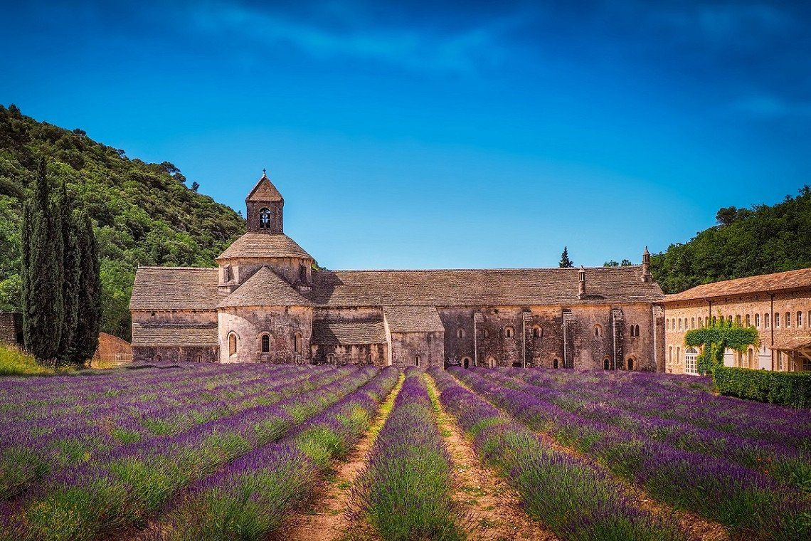 A lavender field in bloom, with Abbaye de Sénanque in the background