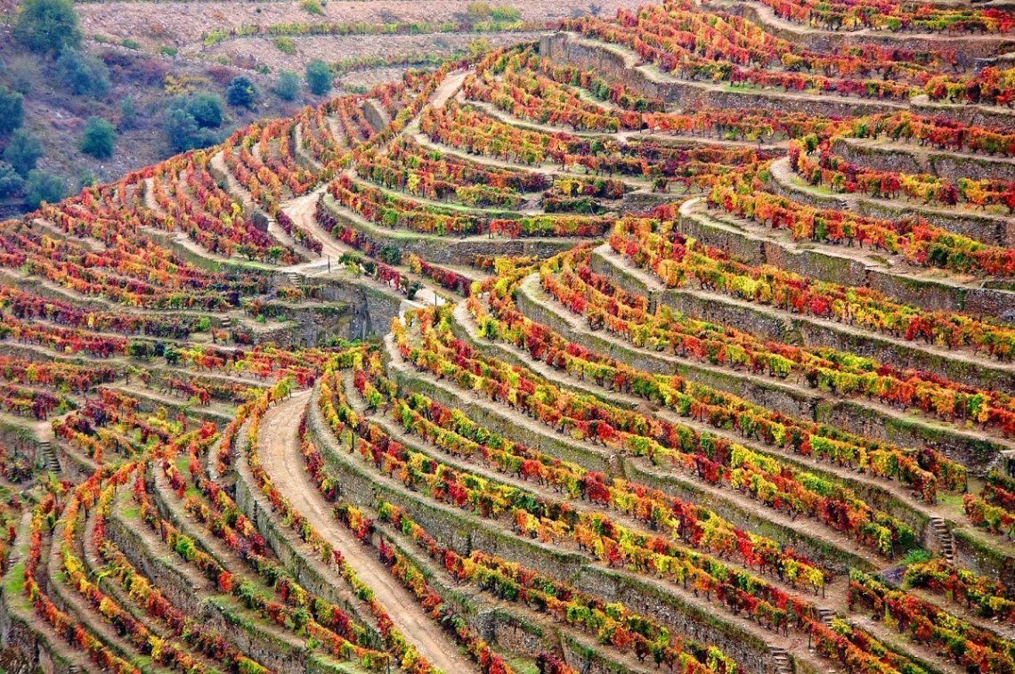 Vineyards in the Vale do Douro in autumn, Portugal