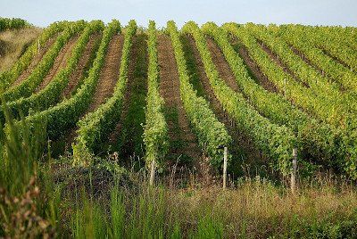 Weinberg im Loiretal, Frankreich