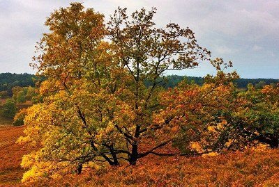 Laubbäume in der Lüneburger Heide im Indian Summer