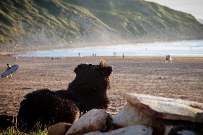 Hond op het strand van Sopelana in Noord-Spanje