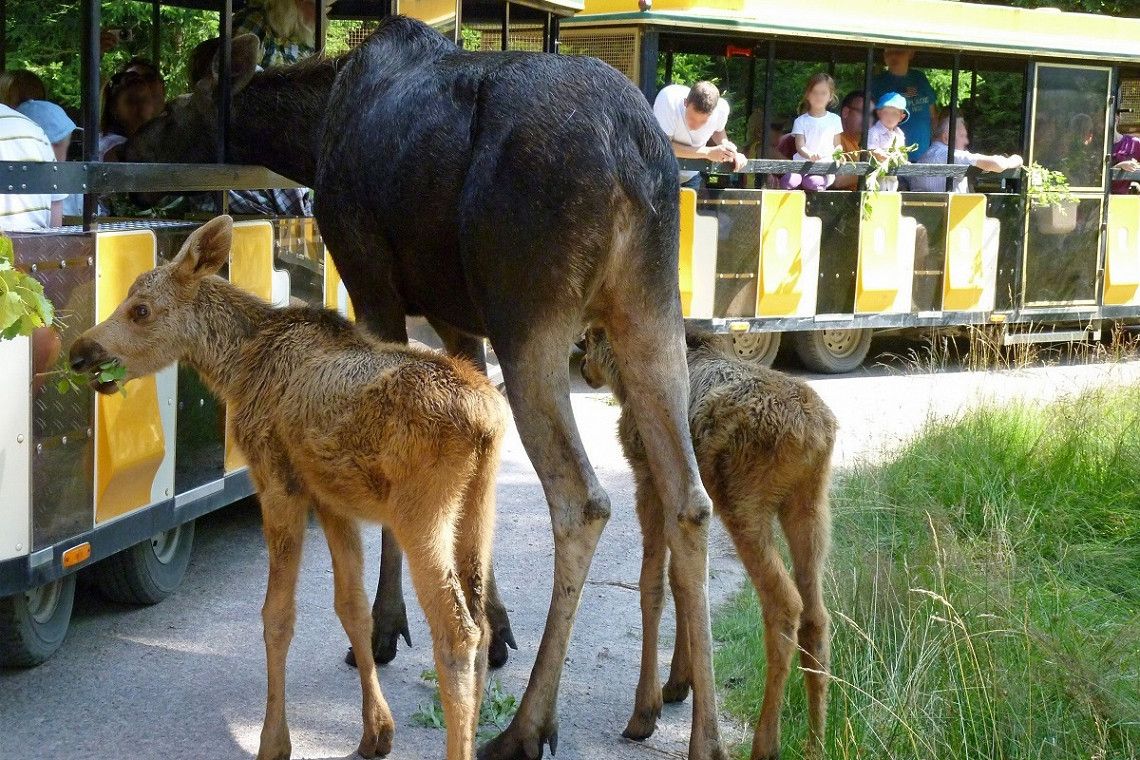 Safarizug im Elchpark Smalandet in Schweden 