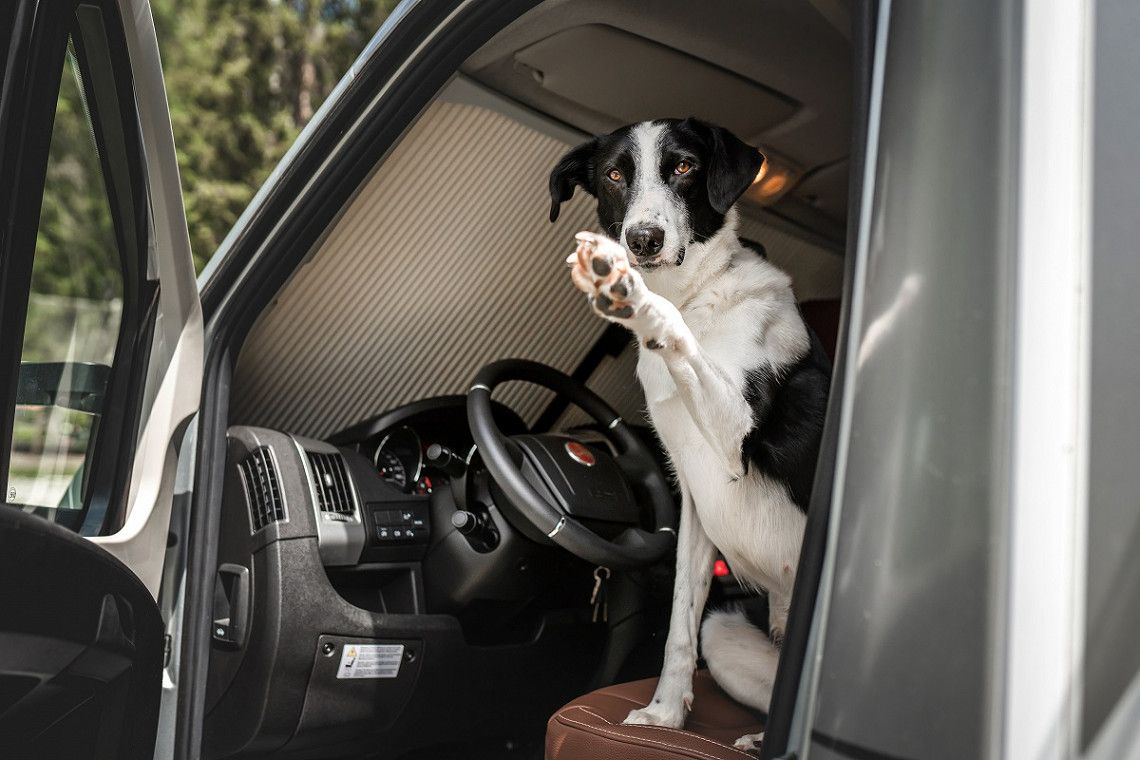 Hund auf Fahrersitz im Bürstner Wohnmobil Lyseo TD
