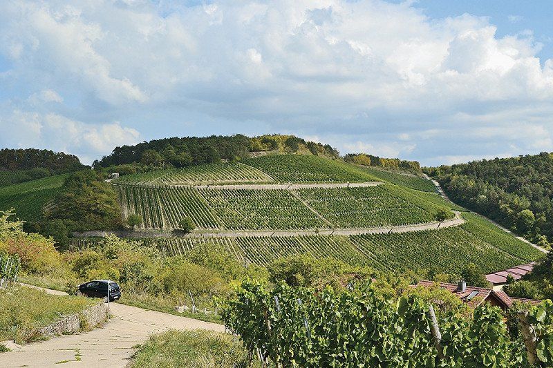 Rundwanderung auf dem Homburger Weinlehrpfad