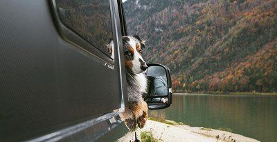 Hund guckt aus dem Fenster eines Dethleffs Campervans - Jetzt mehr über den Campervan Globetrail Performance bei Dethleffs erfahren