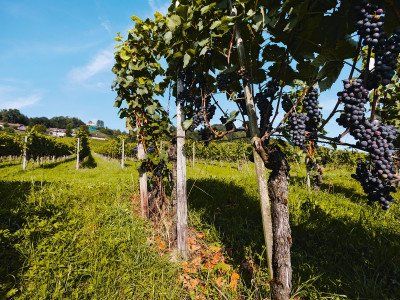 Wijnstokken bij Weinfelden op de Ottenberg