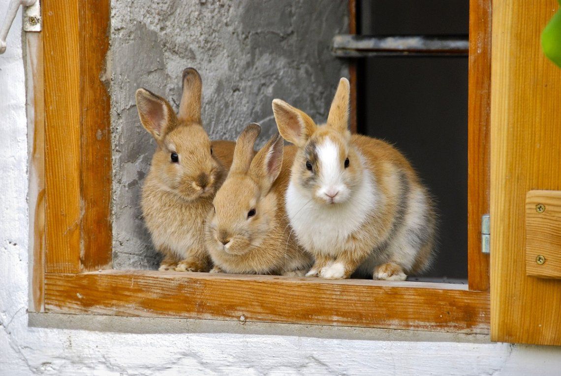 Kaninchen auf dem Bauernhof