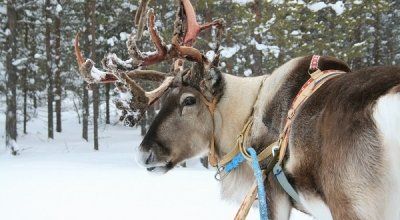 Rentier im Winter in Finnisch Lapland